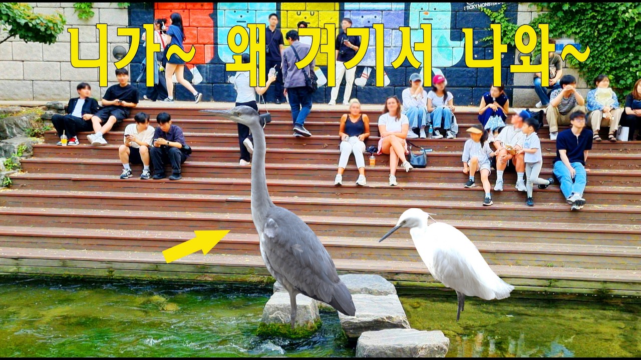 외국인들이 청계천을 보고 즐거워하는 이유?  🦢🦢🦆/ 날으는 왜과장 / 백대리 수중착지 / 즐거워하는 아이들 / 미소짓는 관광객들 #청계천 #travel #seoul #korea