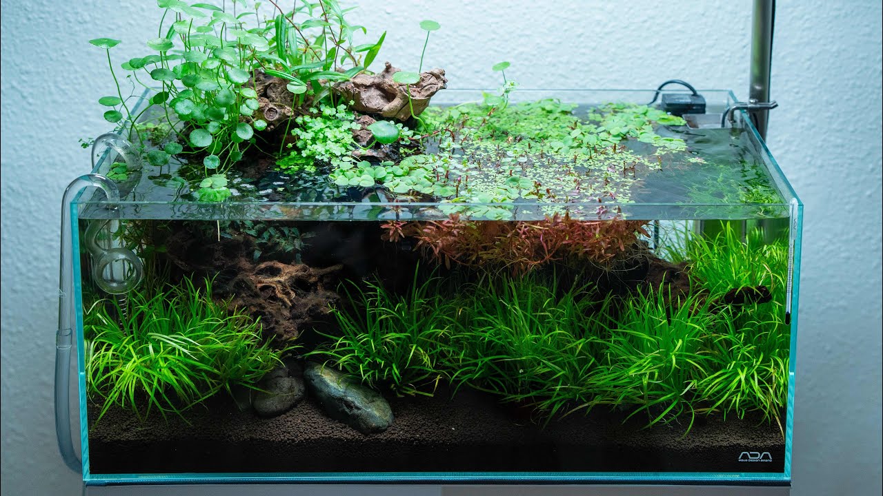 ADA Cube Garden New 60F Rimless Aquarium W60xD30xH25cm (Ultra High