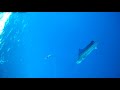Sailfish Strike Rapala Trolling Lure Recorded by Spydro Camera on my Hobie PA 14.