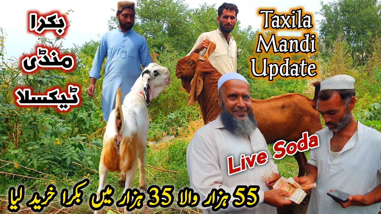 Friday Taxila Bakra Mandi Latest Update 27 September 2024 | Live Soda Naseeb Ka