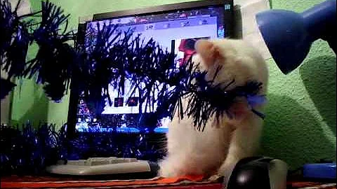 Watch the video about My angora turkish cat playing(Cleo)