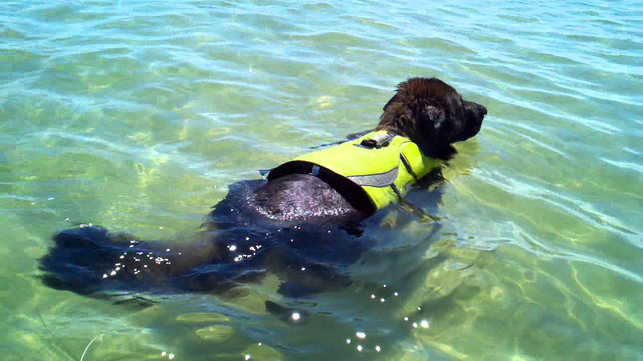 good2go dog flotation vest
