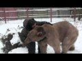 The bear Stepa (iteresting animal) Забавный медведь Степа