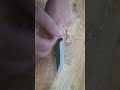 Секрет вкусного стейка рибай🔥🔥🔥