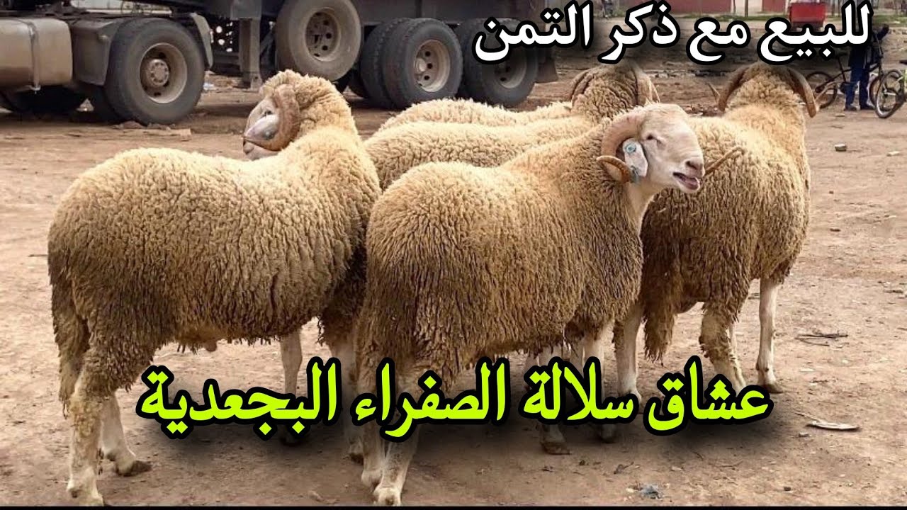 من سوق الخميس ابي الجعد 5 حوالى مرشومين سوبر مع ذكر التمن 26/2/2026 