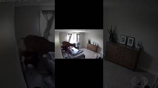 Animal Smashes Through Bedroom Window