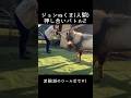 ジョンvsくま（人間）❕押し合いバトル２ #shorts #田舎暮らし #ヤギ #スローライフ#癒し #日常#筋トレ女子