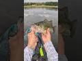 Hooked Into a Big Bass on Soft Plastics! 🎣 #Shorts
