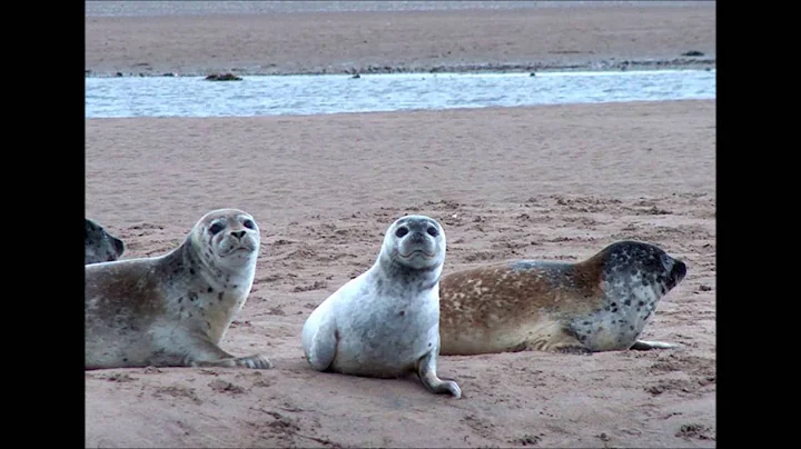 Saint pierre et Miquelon
