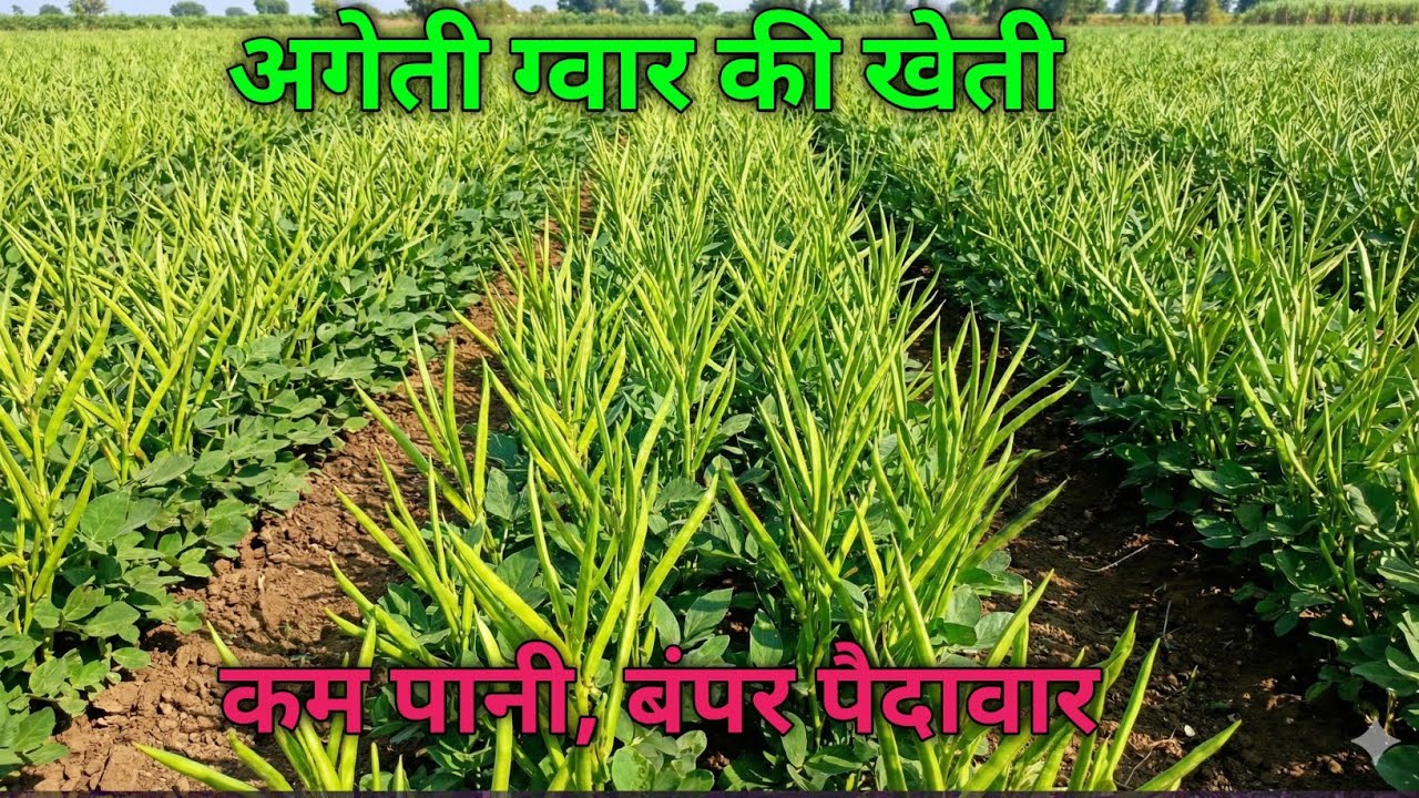 अगेती ग्वार की खेती | Agriculture Business से कमाई | Low Investment High Profit | Ai farming 