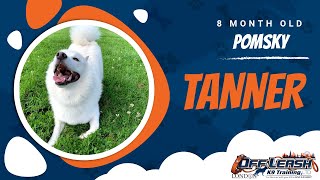 Best Pomsky Dog Training | Tanner | Dog Training in London