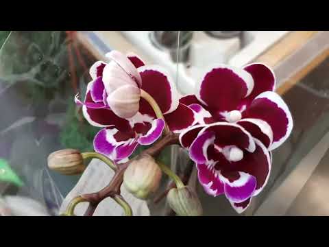 25.01.2024г.  Обзор орхидей в Леруа Мерлен.
