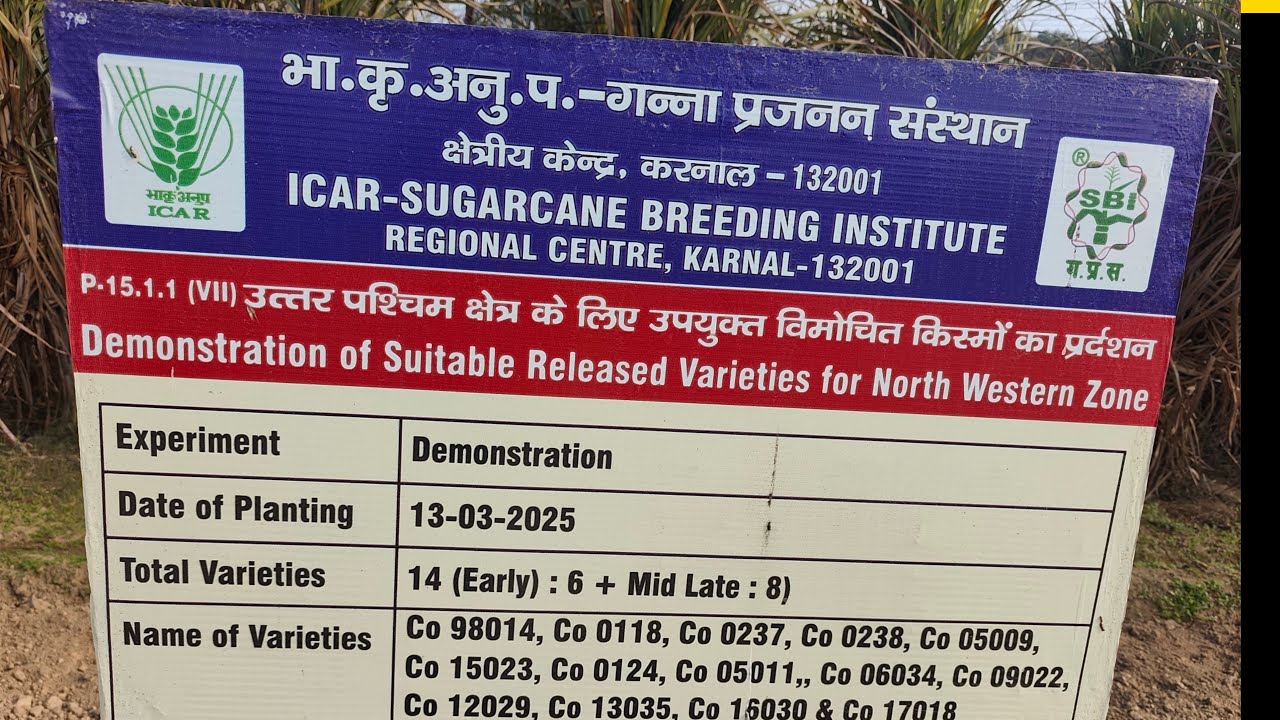 गन्ना प्रजनन संस्थान क्षेत्रीय केंद्र करनाल में पहुंचे किसान गन्ना वैरायटी देखने
