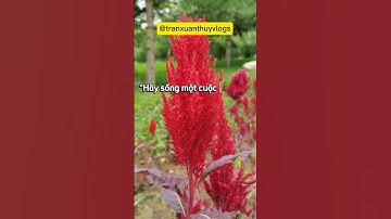 Câu nói hay, châm ngôn sống, động lực, truyền cảm hứng mỗi ngày #xuhuong #caunoihay #viral #dongluc