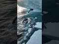 The Ocean's Ultimate Predators in Action 😱 #killerwhales #shorts #nature