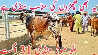 Malumor Cow Mandi Sahiwal Cholistani Brahman Dhani Dajili Bachre Qurbani 2027
