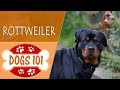 Dogs 101 - ROTTWEILER - Top Dog Facts About the ROTTWEILER Dogs 101 - ROTTWEILER - Top Dog Facts About the ROTTWEILER