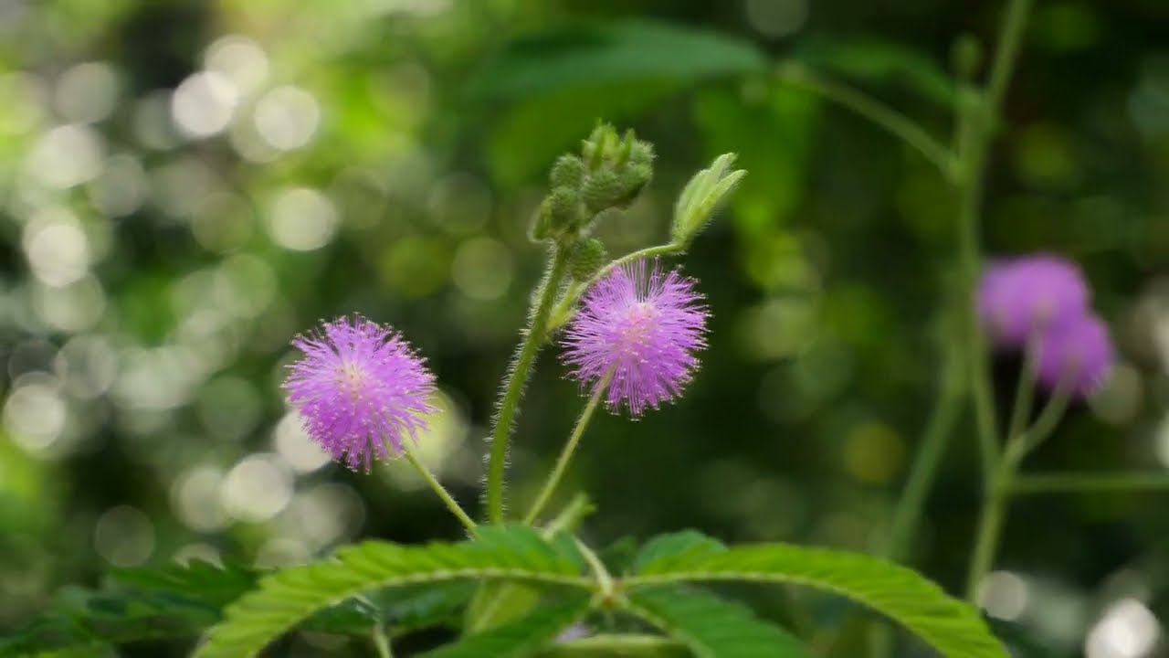 オジギソウの開花 タイムラプス Youtube