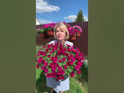 Петунии, семена которых не стоит покупать. - YouTube