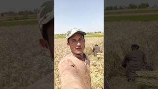 Gandum 🌾 ki fasal Pakk gayi Alhamdolliah 😍#shorts #viral #villagelife #minivlog