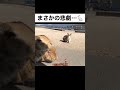 うさぎに襲い掛かったまさかの悲劇