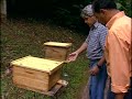 como alimentar as abelhas na entresáfra