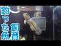 コンプリート！ ハゼ 飼い方 水 598335-ハゼ 飼い方 水