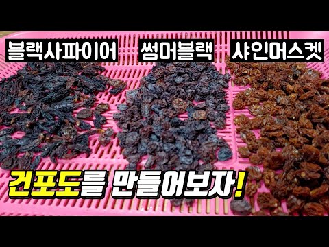 3가지 포도를 건포도로 만들어보자 맛있는 블랙사파이어 만들기 맛있는 썸머블랙 만들기 샤인머스켓