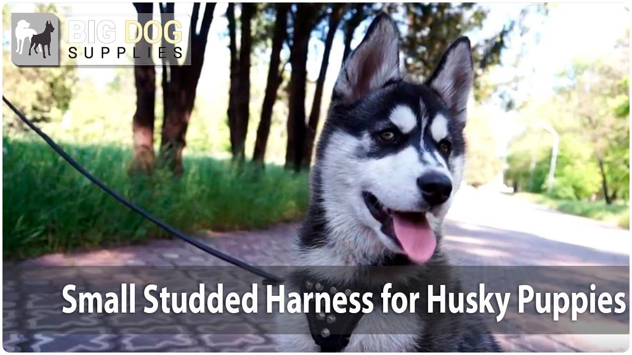 Impossibly Cute Husky Puppy Video - Presenting a Small Leather Dog Harness