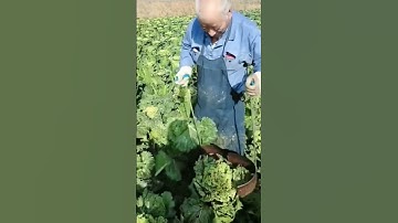The process of cabbage shaping Good tools and machinery can increase work efficiency