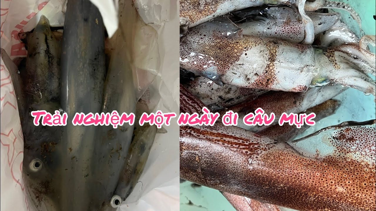 đi câu mực ở Newport Rhode Island October 2022 (Squid fishing in
