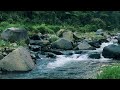 River White Noise for Study &amp; Focus in a Quiet Jungle – Fall Asleep Fast – Clear Your Mind