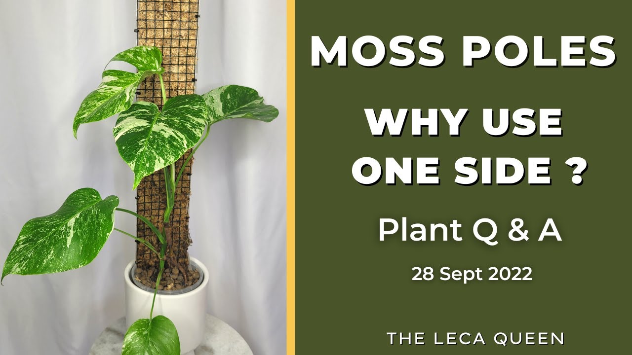 How (& Why) You Should use a Moss Pole for Plants