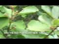 Cascara Rhamnus Purshiana Buckthorn Identification Cascara Rhamnus Purshiana Buckthorn Identification