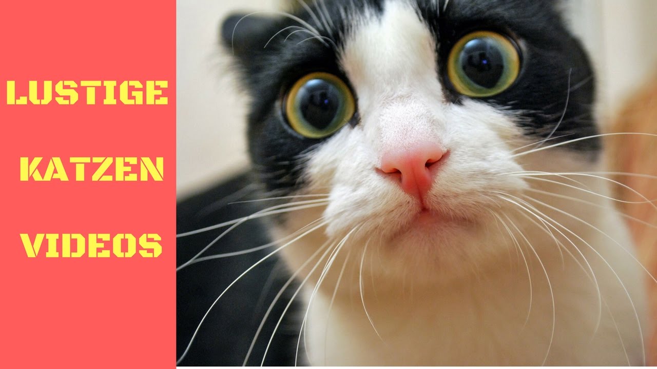 Listetop10 Lustige Katzen Videos Zum Totlachen Lustige Katzen Vine 1