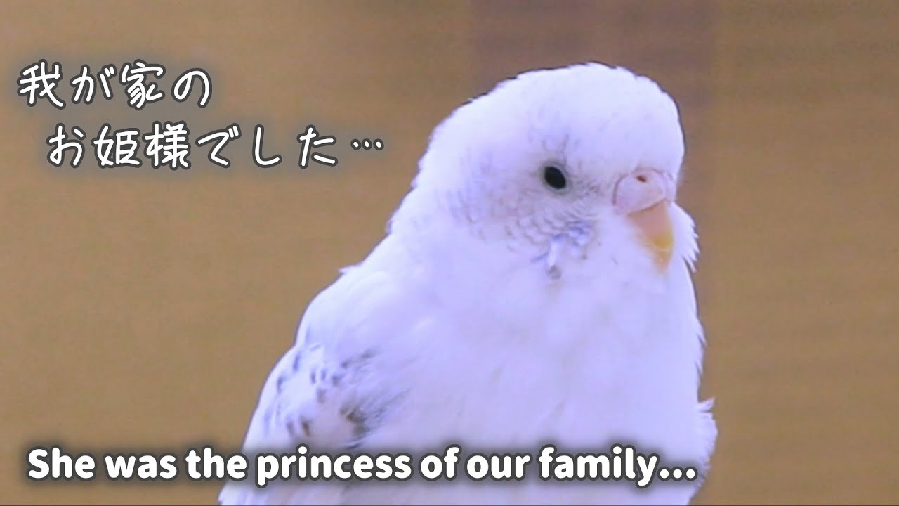 [Сюжет] Нелетающая птица 2 «Последняя история Чоби» [Волнистый попугайчик]