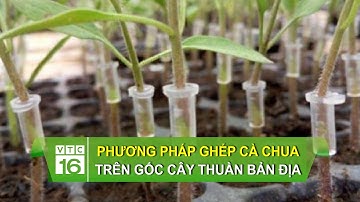 Phương pháp ghép cà chua trên gốc cây thuần bản địa | VTC16