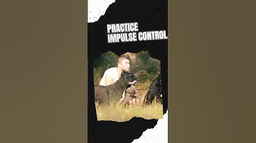 Dog Training Tips - Practice Impulse Control