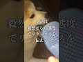 噛む犬に口輪をつける方法！マズルトレーニング