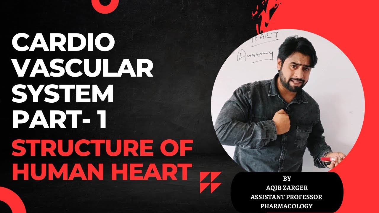 CARDIOVASCULAR SYSTEM PART-1 STRUCTURE OF HUMAN HEART |B PHARM|NEET|D PHARM|GPAT| PARAMEDICAL