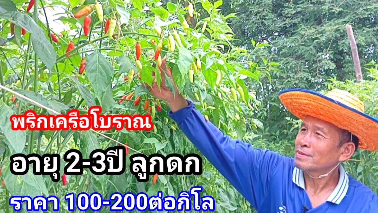 ปลูกพริกมูลค่าสูงข้างบ้าน!!พื้นที่น้อยสร้างรายได้ไม่ขาด เป็นค่าใช้จ่ายในครอบครัวแบบสบาย