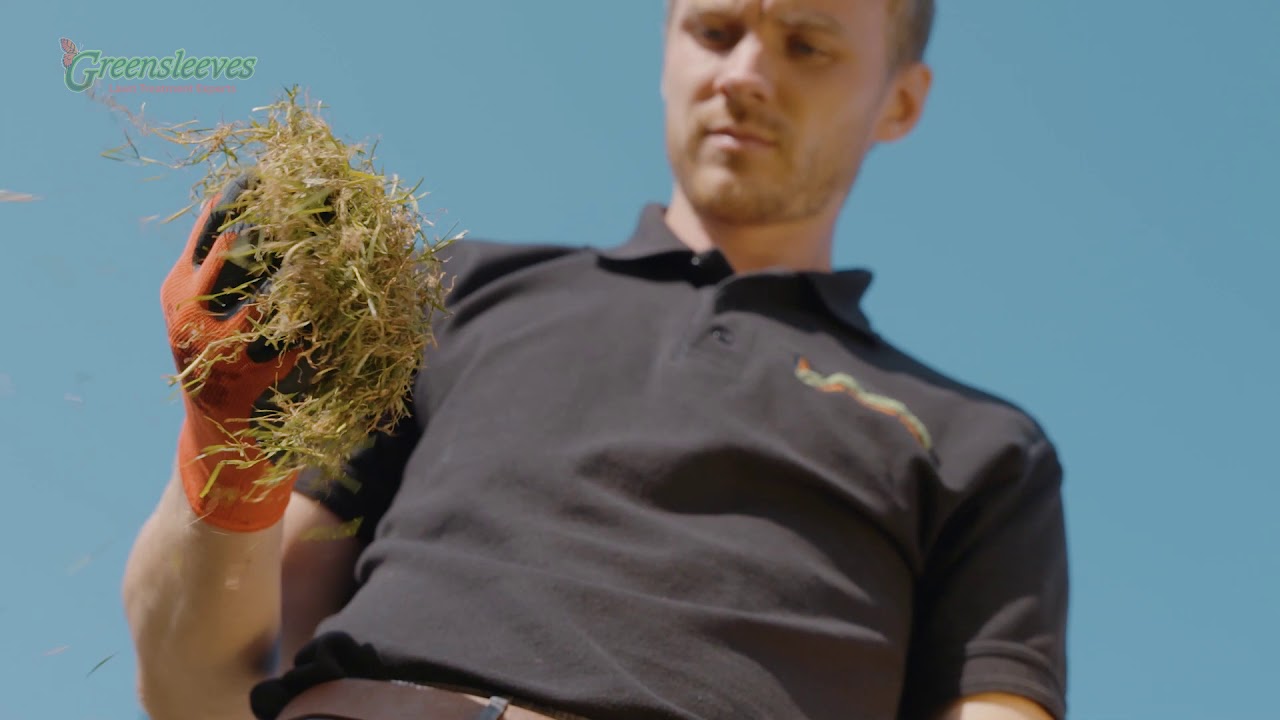 What is Thatch in Lawns & How Can it be Removed?