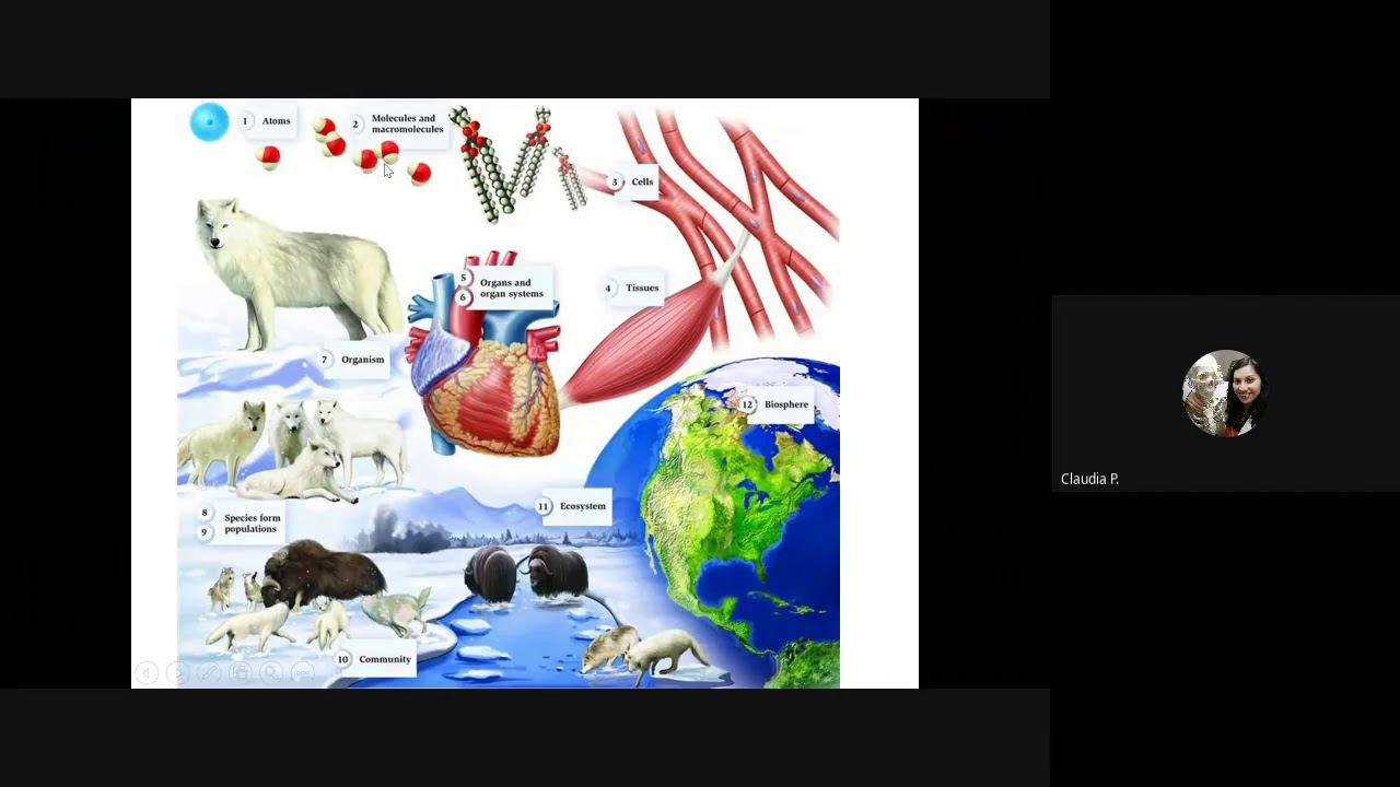 Friday 8/28 Lesson Levels of organization YouTube