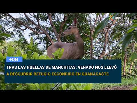 Following in Manchitas's footsteps: Deer leads us to discover a hidden refuge in Guanacaste