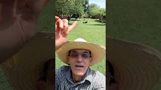 Trabalho concluído por aqui , os caipiras do MS ##vivendonaroça#paisagemnatural#ms