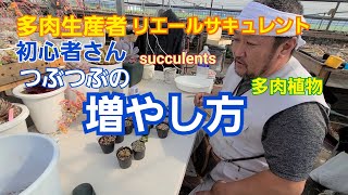 【多肉植物】初心者