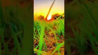 farming life evening time video 🌾🌞#farming #sun #evening #khetibadi