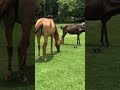 Cavalo e Burro no Paraíso - Olha que vida #Shorts