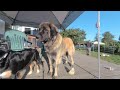 VR 180 3D Berry Creek Farm with lion dog puppies, ducks and chickens