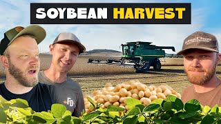 Download Lagu Soybean Harvest Begins! | Fall Farming Season MP3 Download Lagu Soybean Harvest Begins! | Fall Farming Season MP3